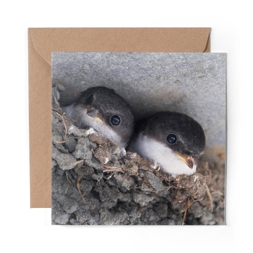 Blank greeting card cute - blank,