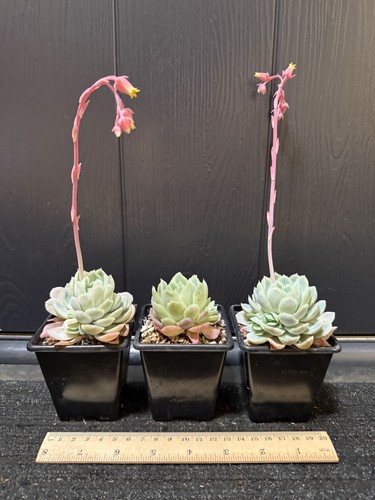 Echeveria elegans three - echeveria,