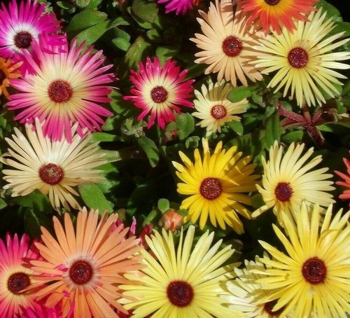 Ice plant flower seeds - seeds, 2000+