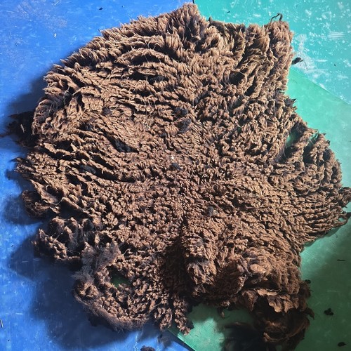 Raw unwashed rare sheep - raw,