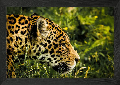 Big cat diary framed - big, art