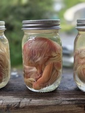 Wet Specimen, Duckling