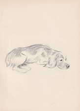 1946 ENGLISH FOXHOUND DOG