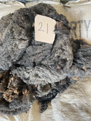 Sheeps wool whole raw fleece - sheeps,