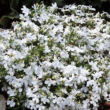 FLOWER LOBELIA WHITE LADY 0.4 GRAM ~ APPROX 12,000 FLOWER SEEDS