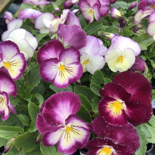 Viola ultima radiance - x,