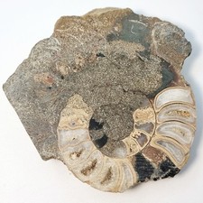 Ammonite Section - Jurassic