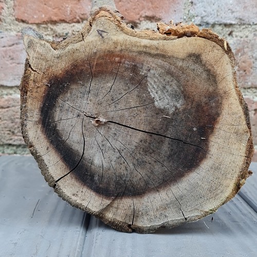 Apple log bark edge - apple,