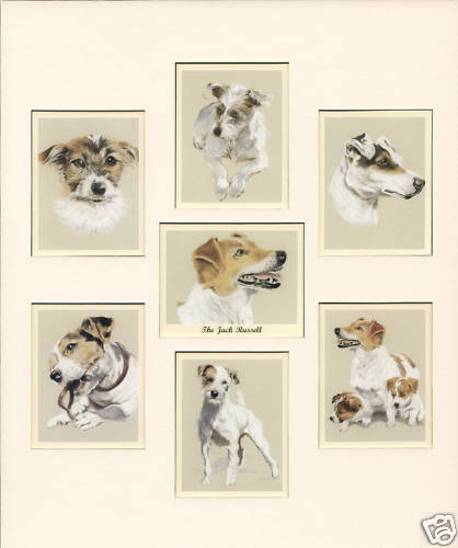 The jack russell mounted - jack,