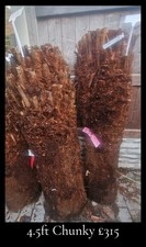 Dicksonia Antarctica Tree Ferns 4.5ft CHUNKY DIRT CHEAP PLANTS FB