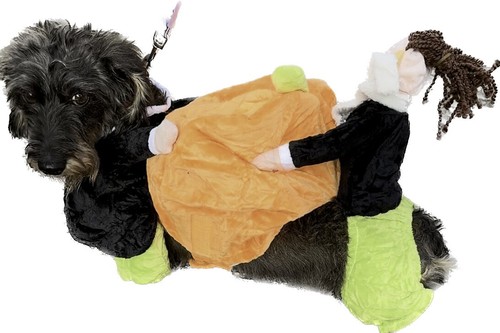 Pet halloween pumpkin costume - pet,