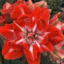 Pretty Imported Amaryllis Lily