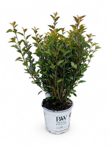 Physocarpus tiny wine - "tiny, red