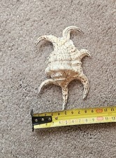 13/14cm Large Spider Conch millipede lambis Sea Shell Air Plant natural aquarium