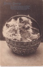 "Kittens in a Basket" Birthday