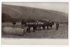 FARMING, SUSSEX OXEN AT WORK