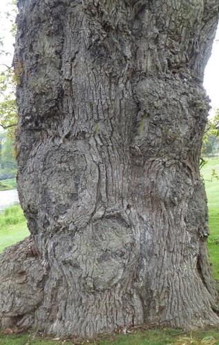 Photo 6x4 oak tree - oak, at