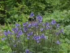 Polemonium 'Purple Rain' 9cm