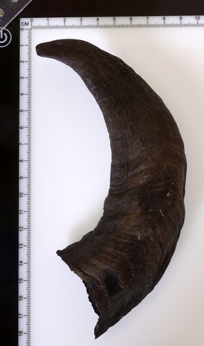 Beautiful goat horn - goat,