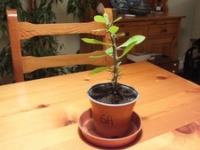 Euphorbia Milii - 'Crown of