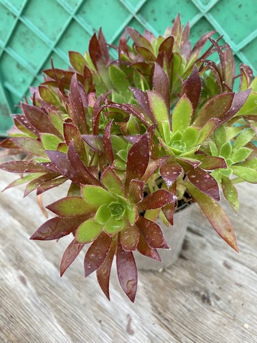 Aeonium cornish tribute - tribute, "