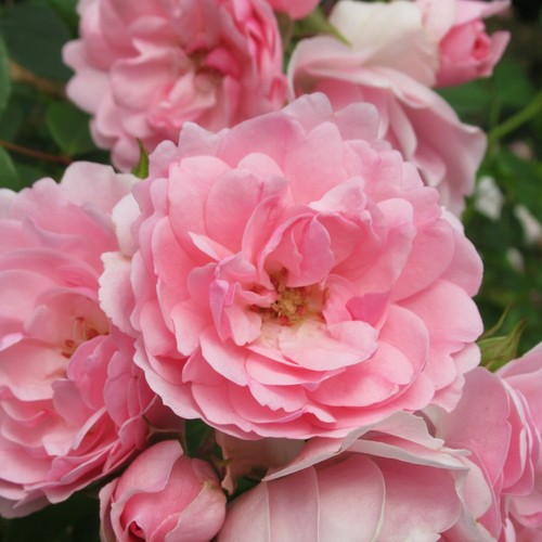 Rose bush bonica pot - bush, in