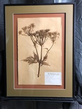 1929 Pressed Botanical