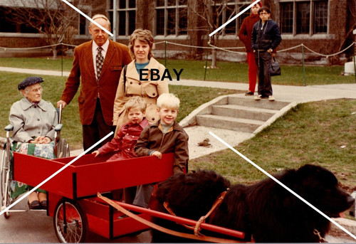 Vtg ooak photo newfoundland - vtg,