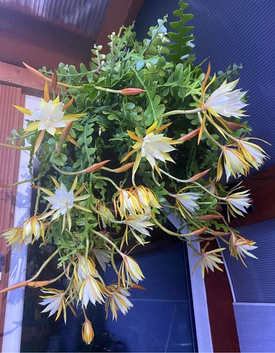 Fishbone cactus - fishbone, –