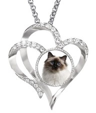Birman Cat Pet Silver Colour