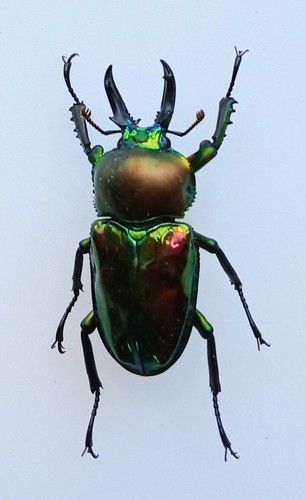 Phalacrognathus muelleri - phalacrognathus,
