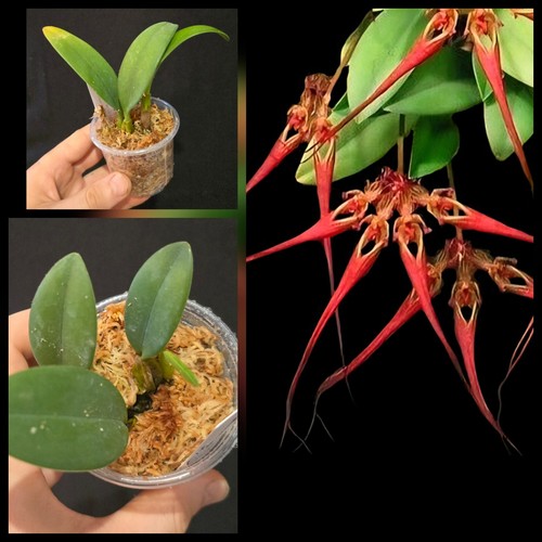 Bulbophyllum wendlandianum - bulbophyllum,