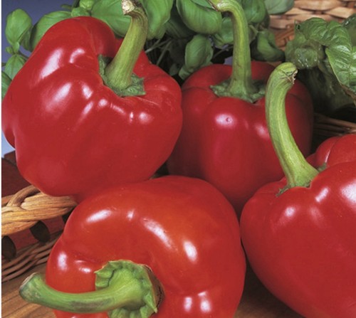 Bell pepper plant - 3, x