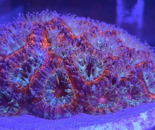 Live coral soft cotton - coral,