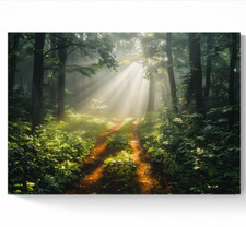 STUNNING WOODLAND FOREST