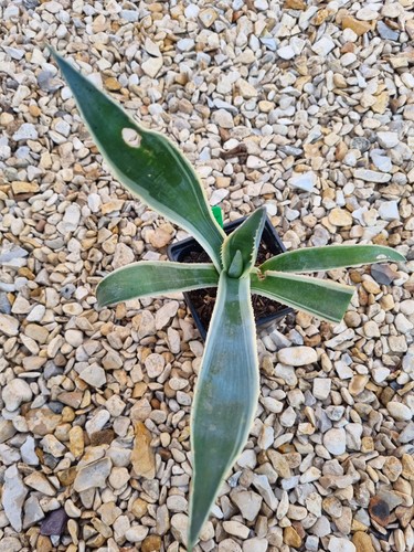 Agave americana variegata - americana,