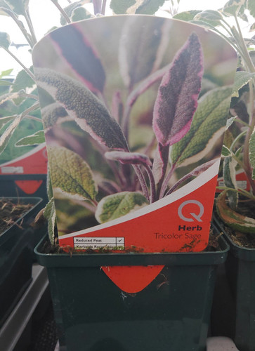 Edible herb garden plants - , 9cm