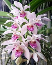 Vanda pumila x Rhynchostylis gigantea spot, Fragrant, Orchid plant, RARE