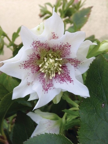 Helleborus hellebore - helleborus,