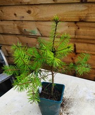 Blue Douglas fir / Pseudotsuga