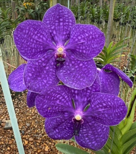 Rare vanda pachara orchid - rare,