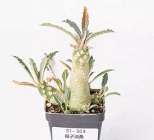 Rare  Pot 6.5cm Plant
