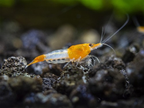 Live orange rili shrimp - orange,
