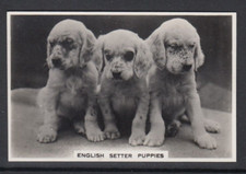 1939 Pattreioux Real Photo