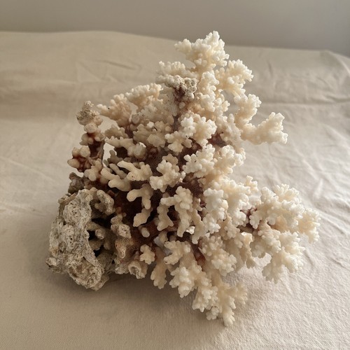 Vintage acropora tabletop - vintage,