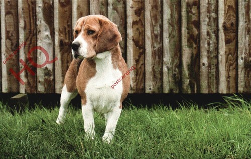 Picture postcard dog beagle - picture, postcard__dog,