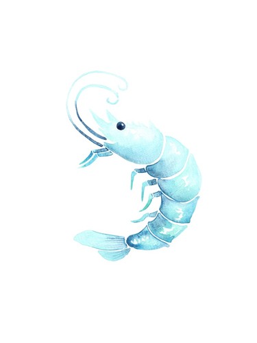 Blue shrimp watercolor poster - blue,