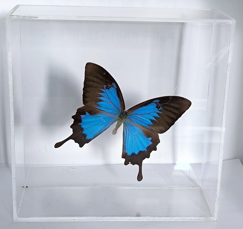 Framed butterfly blue - butterfly,