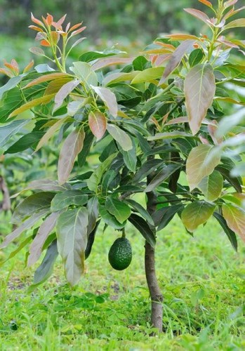 Avocado seedlings