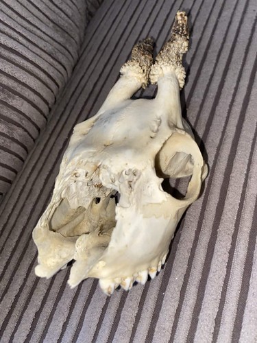 Roe buck deer skull antlers - roe,